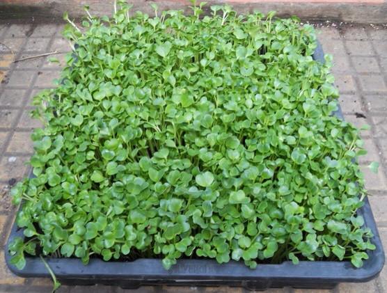 hạt giống xà lách xoong