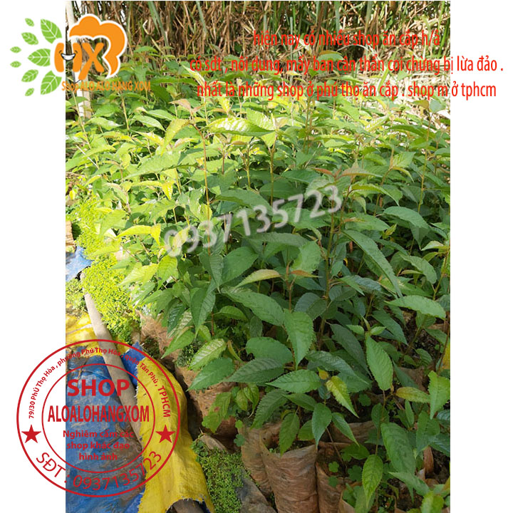 [HCM]combo 5 cây mai anh đào cây con [ cây giống ] .