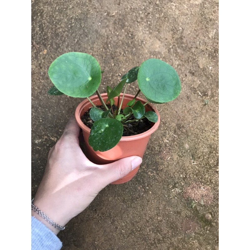 Cây cỏ gương nhỏ - Pilea Peperomiodies