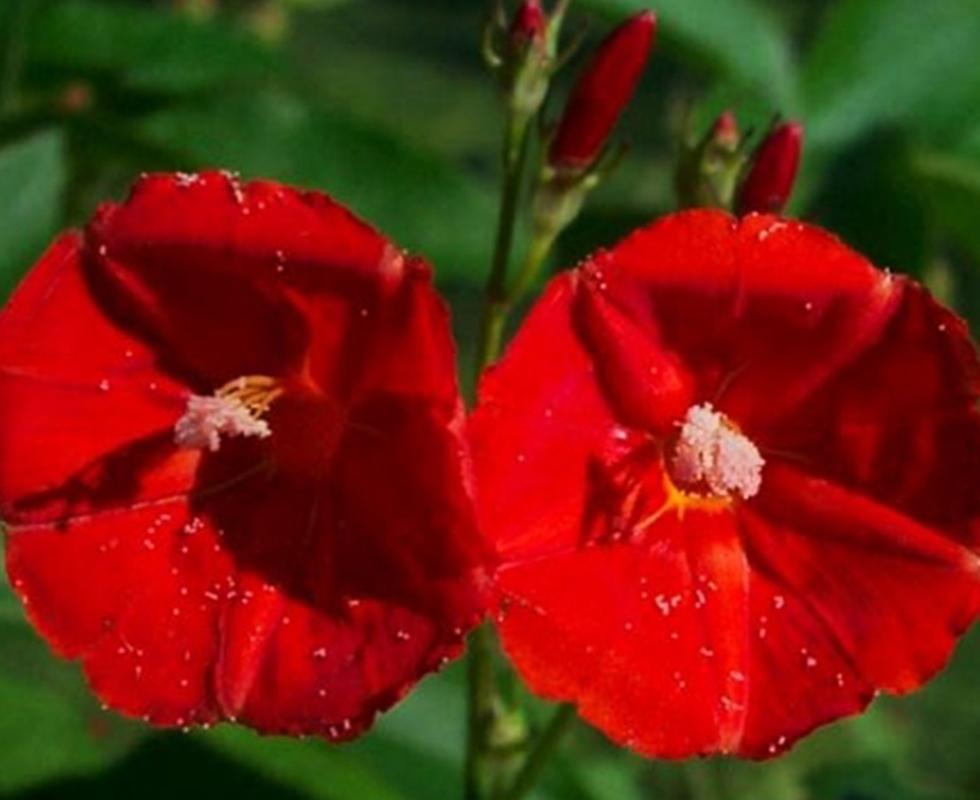7 Hạt giống hoa Bìm bìm đỏ