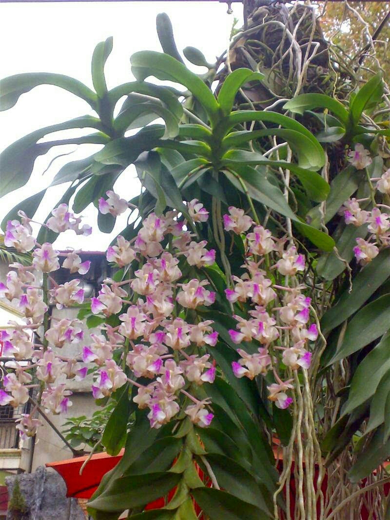 Hoa phong lan tam bảo sắc giò thuần vườn