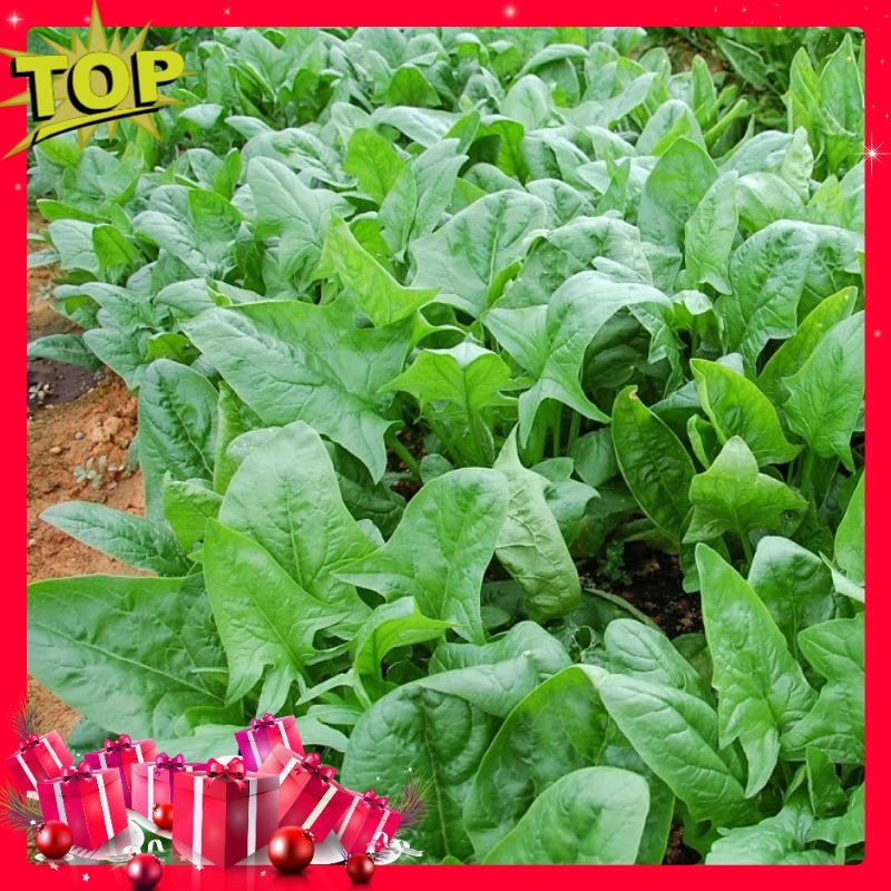 Bộ 5 Gói Hạt Giống Rau Chân Vịt ( Cải Bó Xôi Chịu Nhiệt )