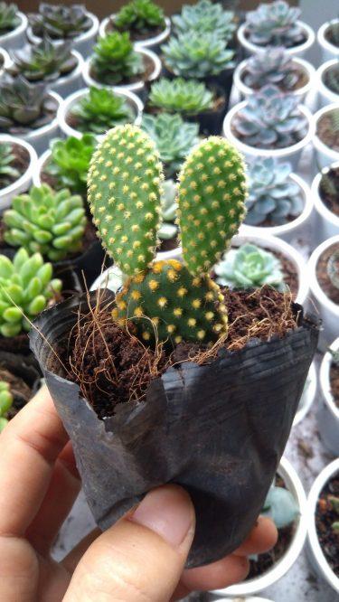 Xương Rồng Tai Thỏ Mập Mập