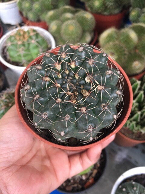 Xương Rồng Thần Long 7-8Cm