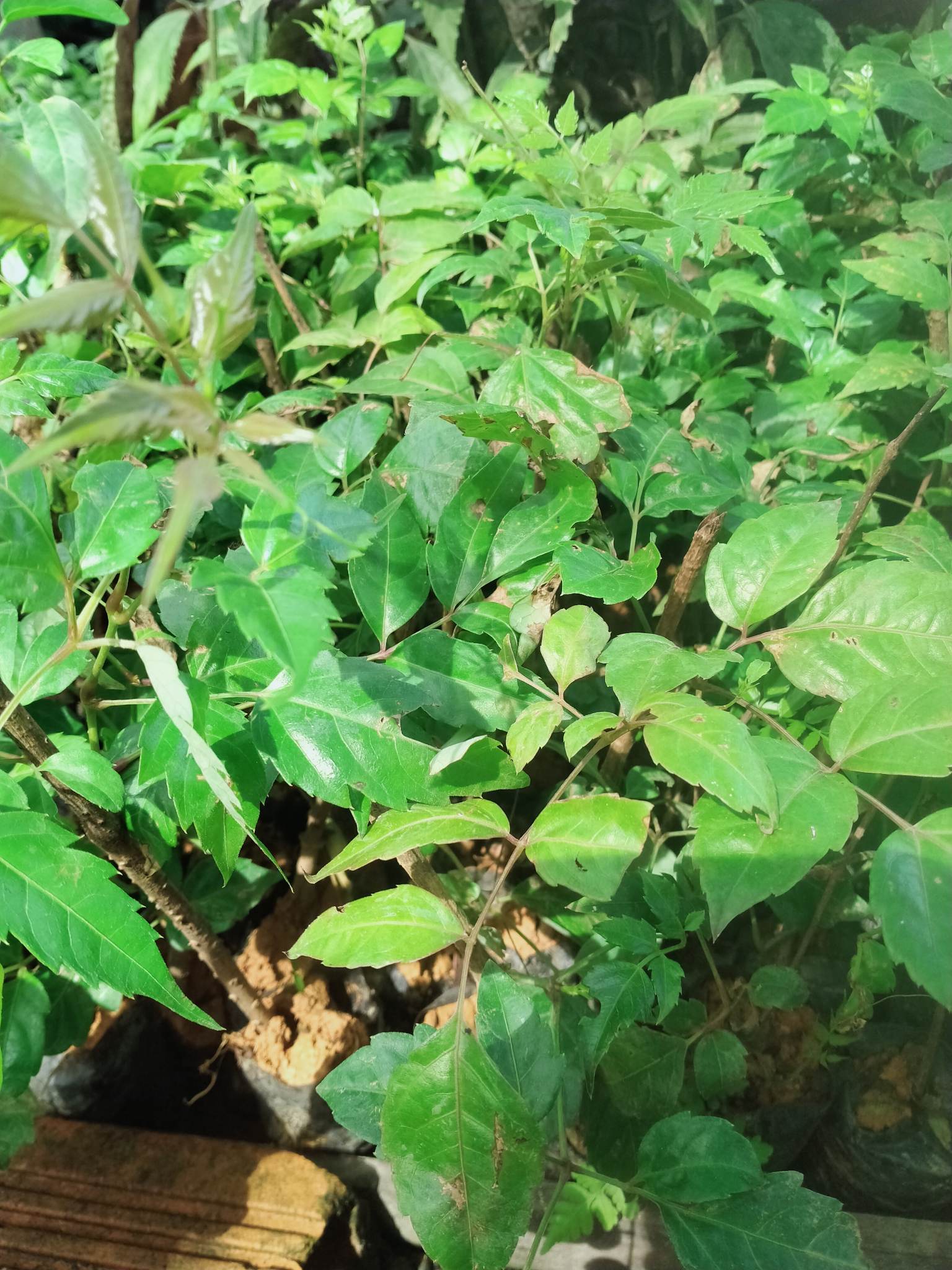 [Cây dược liệu] Cây Chè Dây