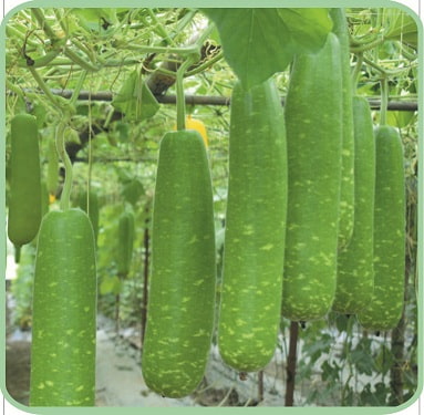 hạt giống bầu sao trái dài Phú Nông