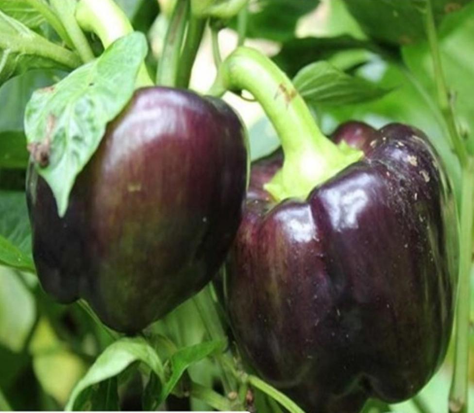 Combo 1 gói Hạt Giống Ớt Chuông Đen (0.2g), 1 gói kích nảy mầm, 1 gói phân bón nảy chồi ra lá