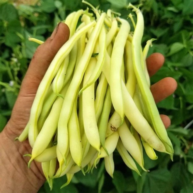 Italian Yellow Cove Bean Seeds