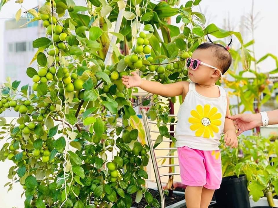 Cây Giống Táo Thái Leo Giàn Ninh Thuận