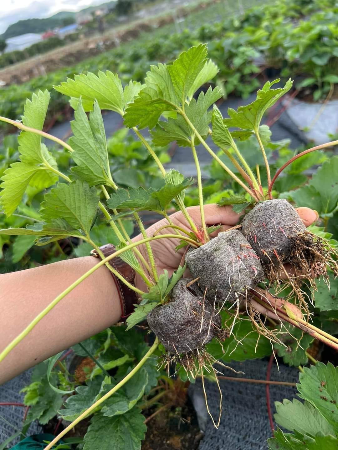 Combo 4 DÂU TÂY BẠCH TUYẾT giống ( tặng phân bón )