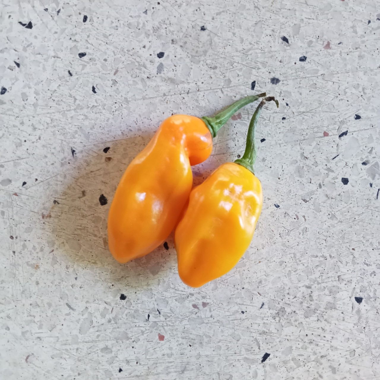 5 Hạt Ớt Bonda Ma Jacques (Siêu Cay)