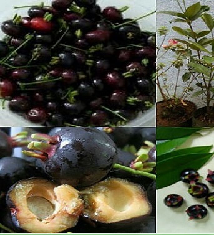 Hạt giống cây ăn trái cherry nhiệt đới gói 10 hạt