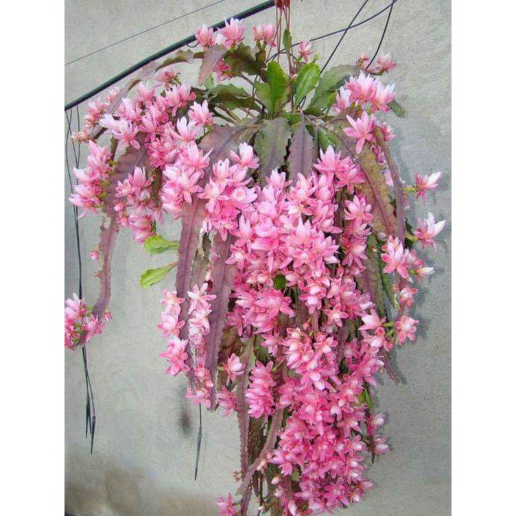 [FREESHIP - Xả Khô Máu] Giống hoa nhật quỳnh