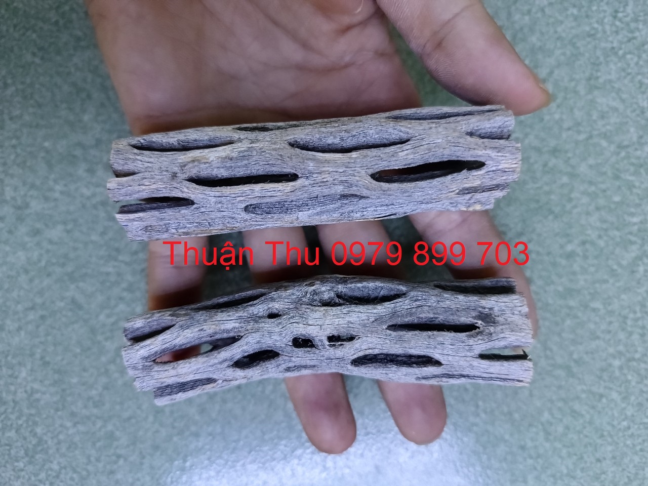 Lũa cholla (lũa xương rồng) trang trí hồ tép