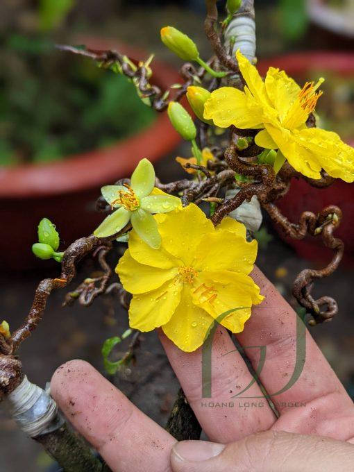 Mai Quắn chuẩn giống, gốc khoẻ, ổn định