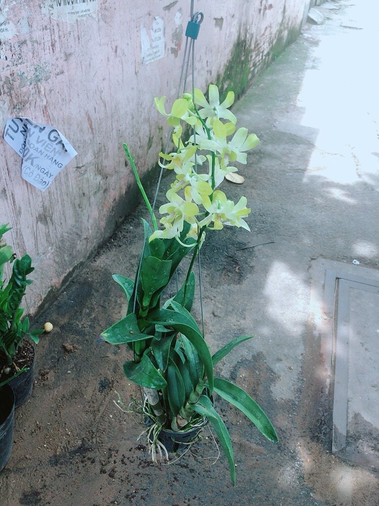 Lan Dendro Vàng Nhạt