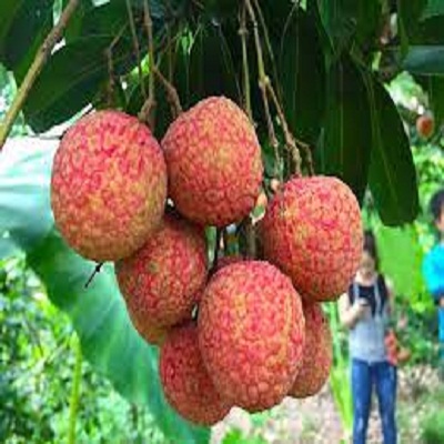 CÂY GIỐNG VẢI THIỀU SIÊU QUẢ DÒNG QUẢ SỚM