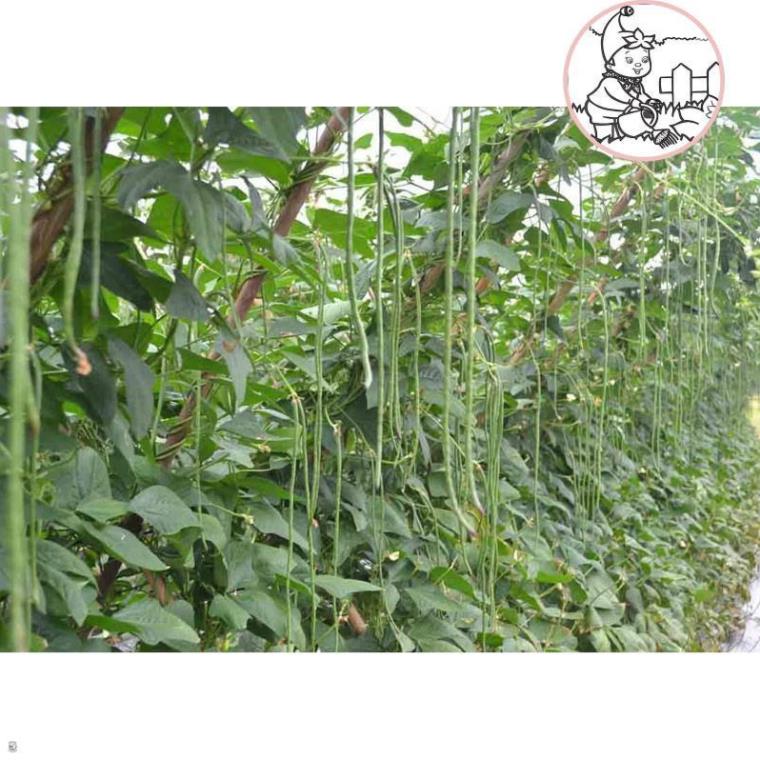 HẠT ĐẬU ĐŨA HẠT ĐEN, ĐẬU ĐŨA MÓNG CHIM - GÓI 20 GRAM