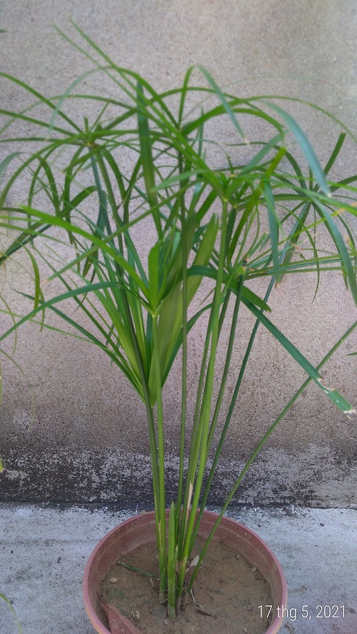 Cây thủy trúc - Cây thủy sinh (1 cây con cao khoảng 20 - 30 cm)