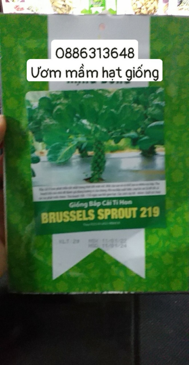 Hạt giống Bắp Cải Tí Hon Xanh Brussels Sprouts 219 (2g)