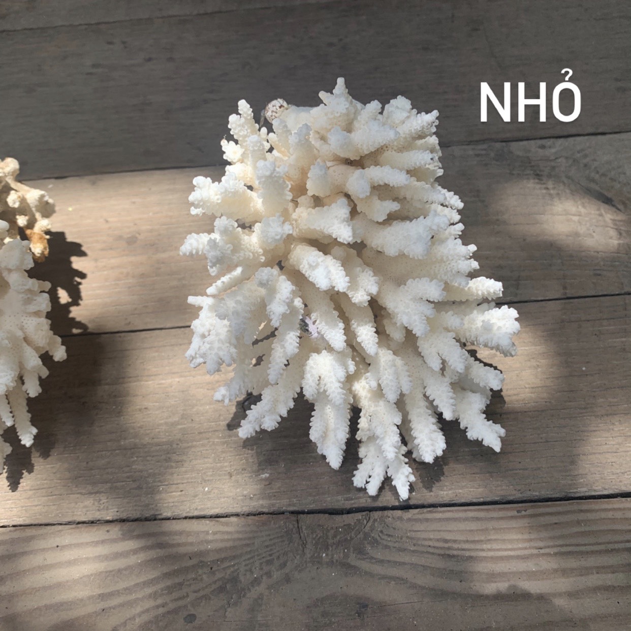 [Chọn size] Bông San Hô Nhỏ Trang Trí Hồ Cá-Bày Trí Chụp Cảnh