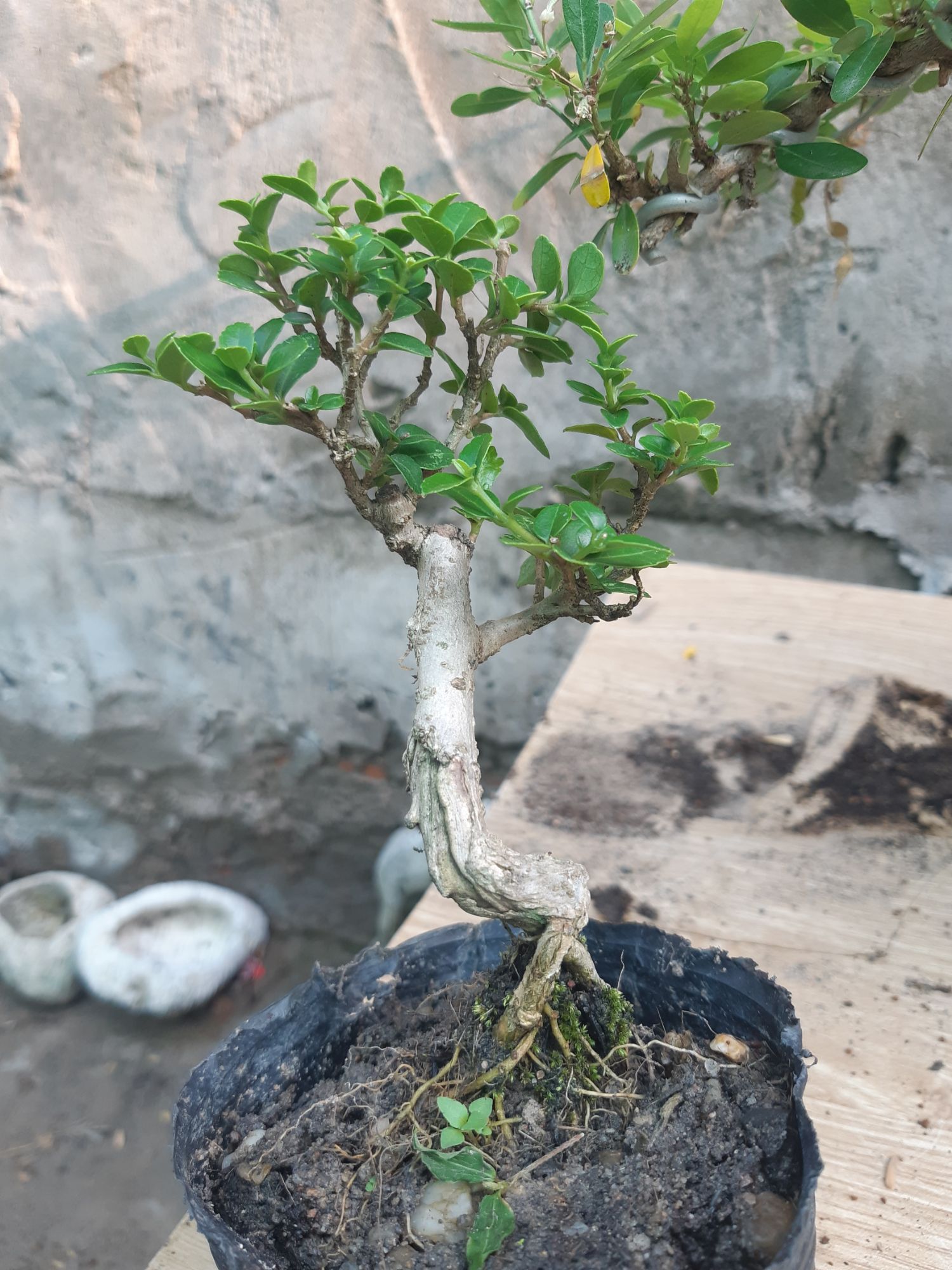 sam hương siêu mini