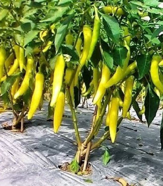Hạt giống ớt sừng vàng châu phi CT309 - Gói 0.1gram