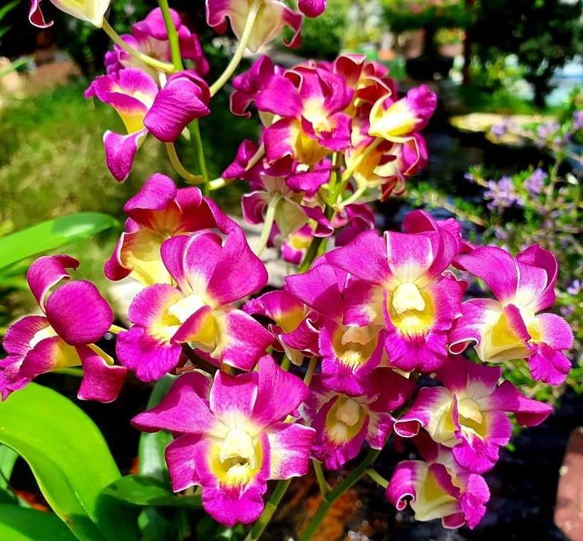 Denro Burana/ Mặt trời đỏ