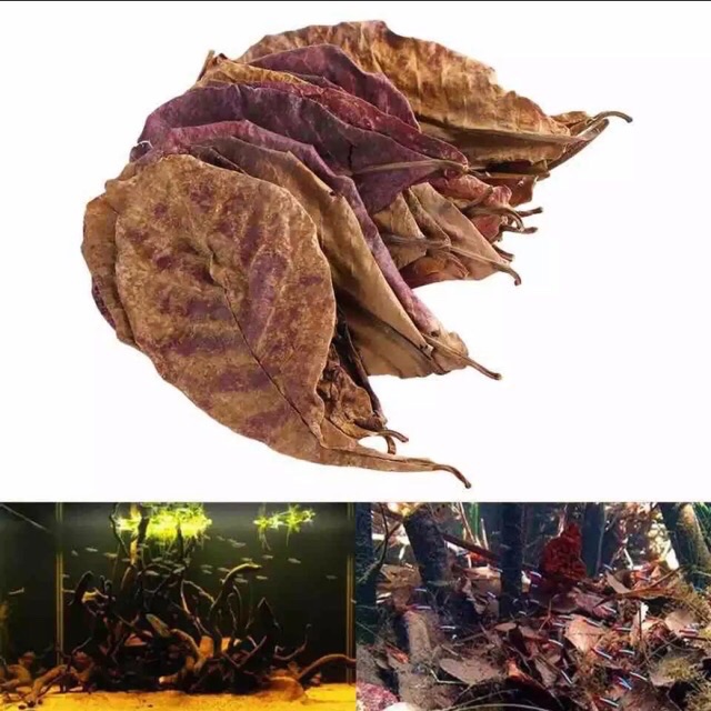 10 lá bàng khô - cho hồ cá cảnh
