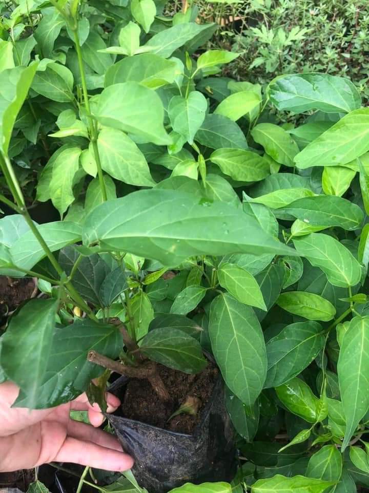 [Medicinal Plant] Combo 3 Soup Spoon Plants with Large Leaves