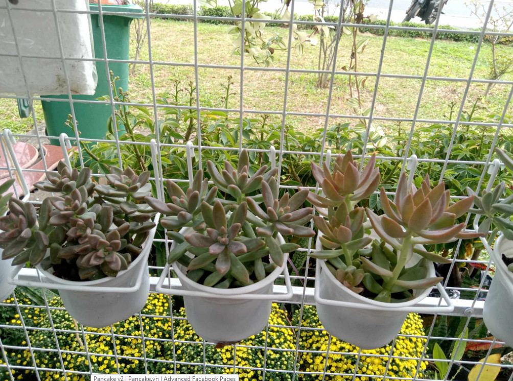 Móc Trưng bày Giày , Trang Trí
