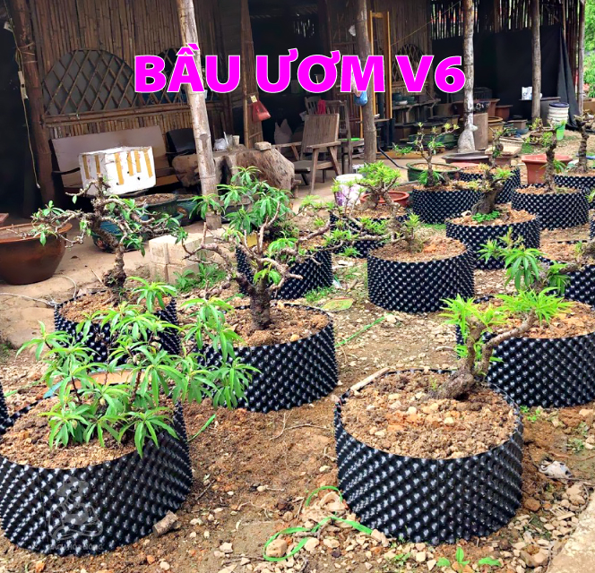Bầu ươm V6 PHỔ THÔNG - dầy 0.7mm