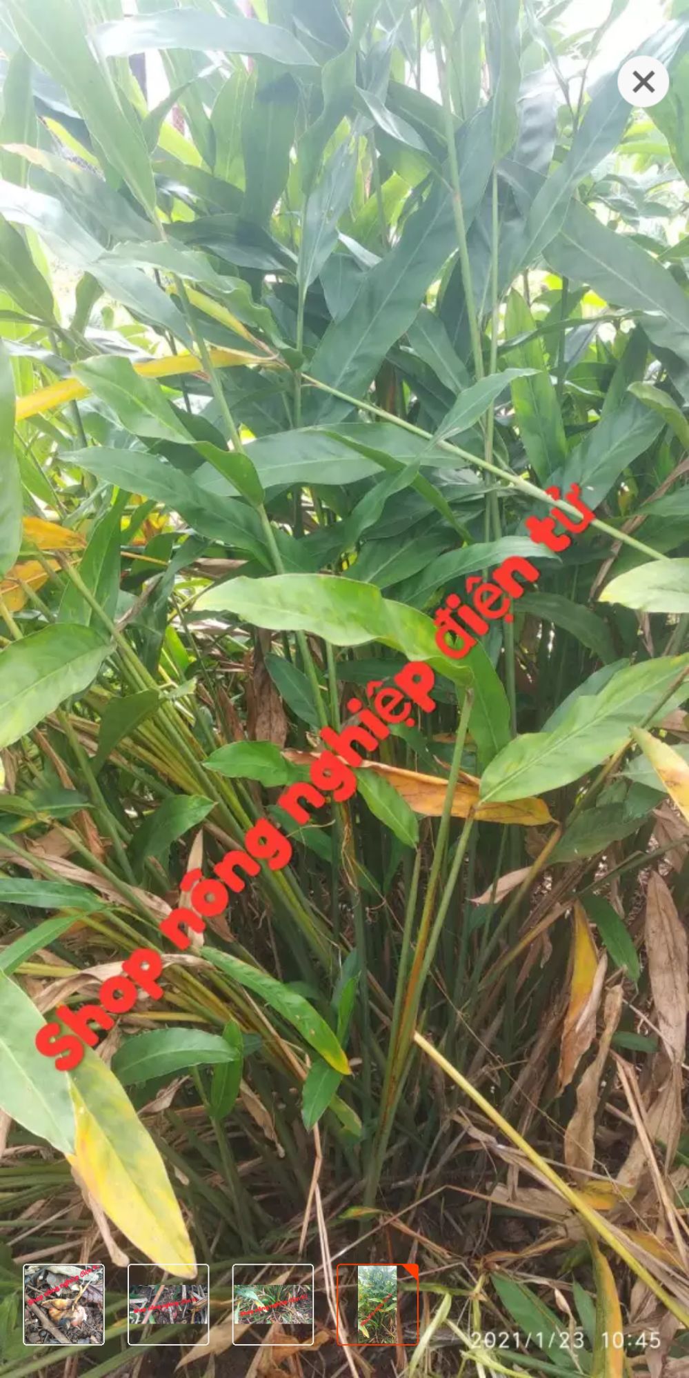 Củ giềng tươi (2kg)
