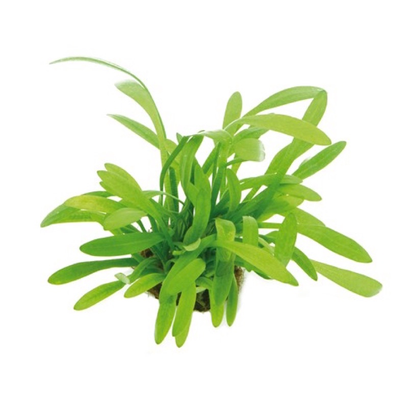 Dwarf sagittaria - cây cỏ thìa - cây thuỷ sinh