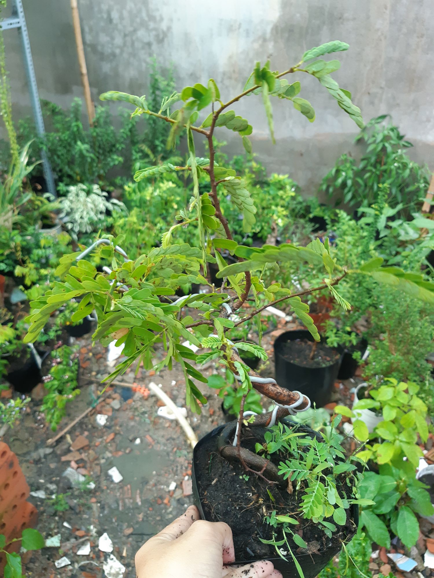 cây me bonsai mini
