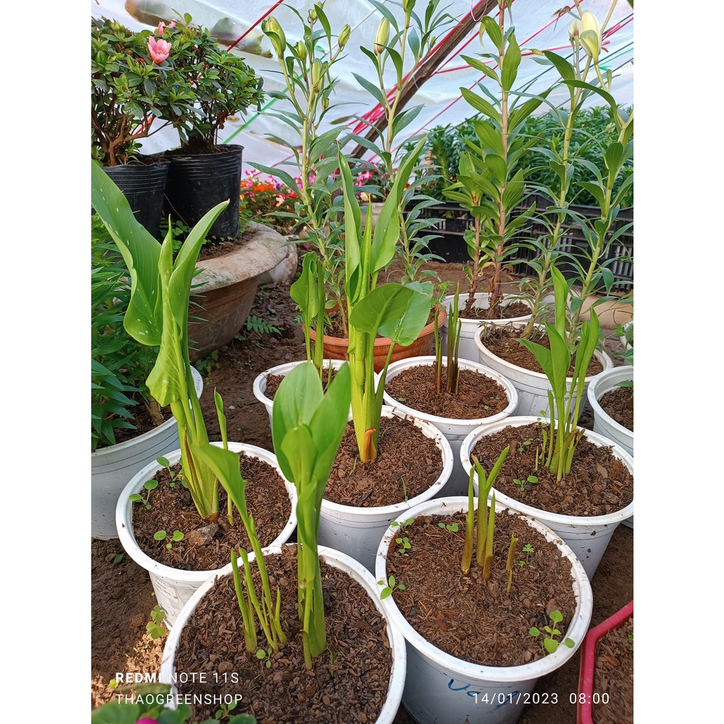 Củ Giống Hoa Rum Nhập Khẩu Các Màu