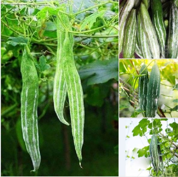 Hạt giống lặc lày - mướp mèo ( gói 10 hạt )