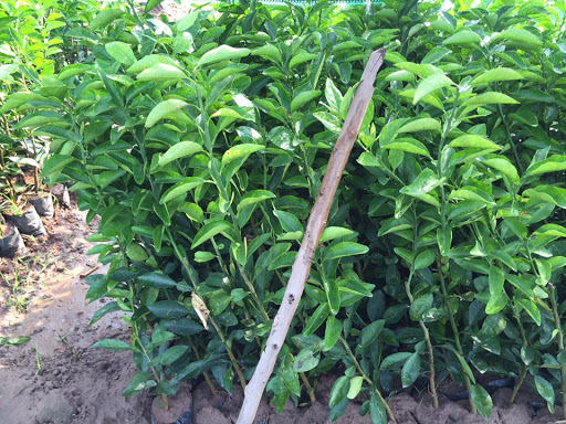 CÂY GIỐNG CAM VINH (CAM XÃ ĐOÀI) SIÊU NGON SIÊU QUẢ