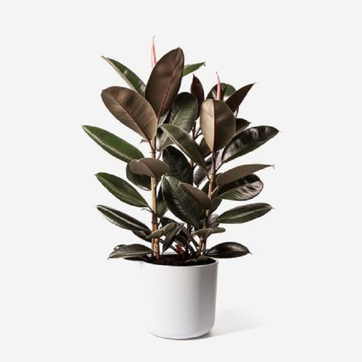 CÂY ĐA BÚP ĐỎ - CHẬU 1 CÂY