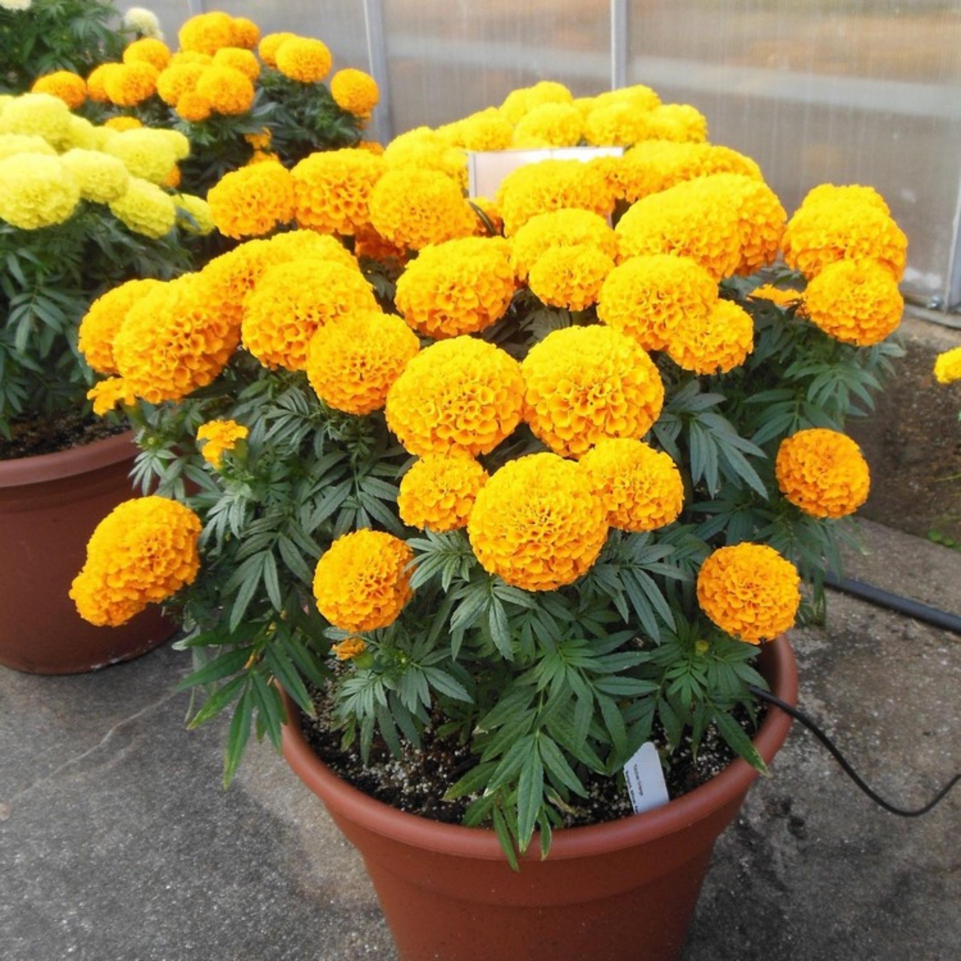 50 Hạt giống Cúc Vạn thọ Mỹ (tặng Kích nẩy mầm, Hướng dẫn ươm)