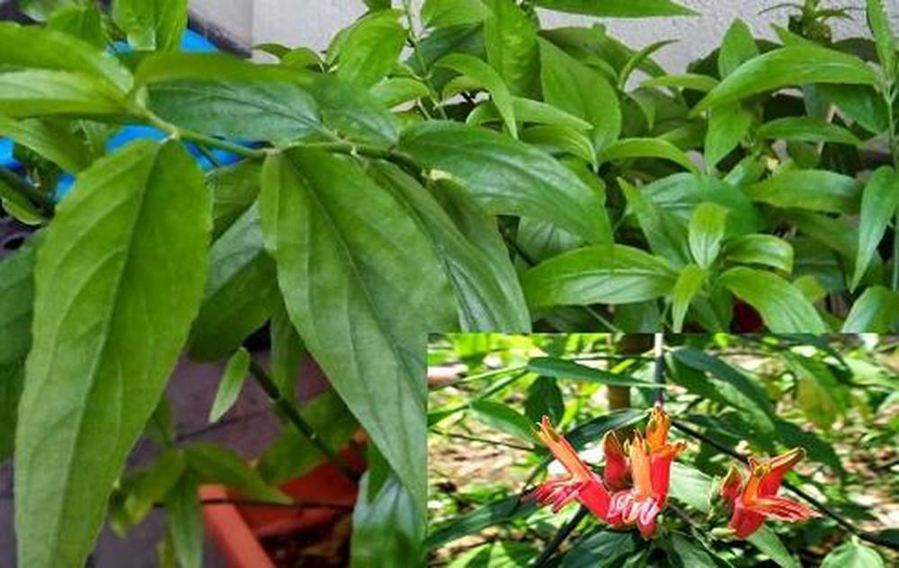 1kg Cây xương khỉ khô - CAO CẤP