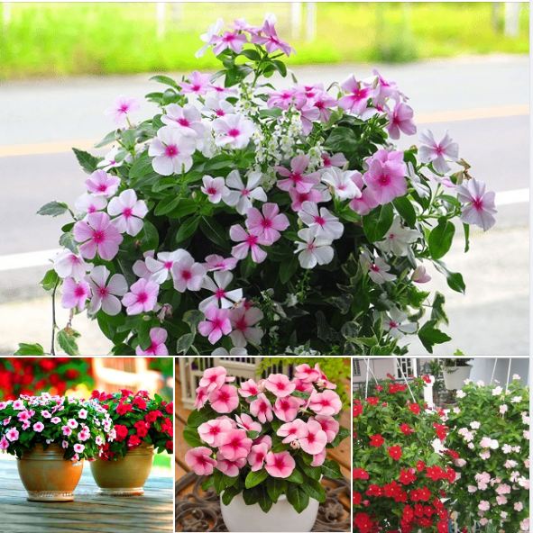 Hạt giống hoa dừa cạn rủ mix màu - 1 gói 100 hạt