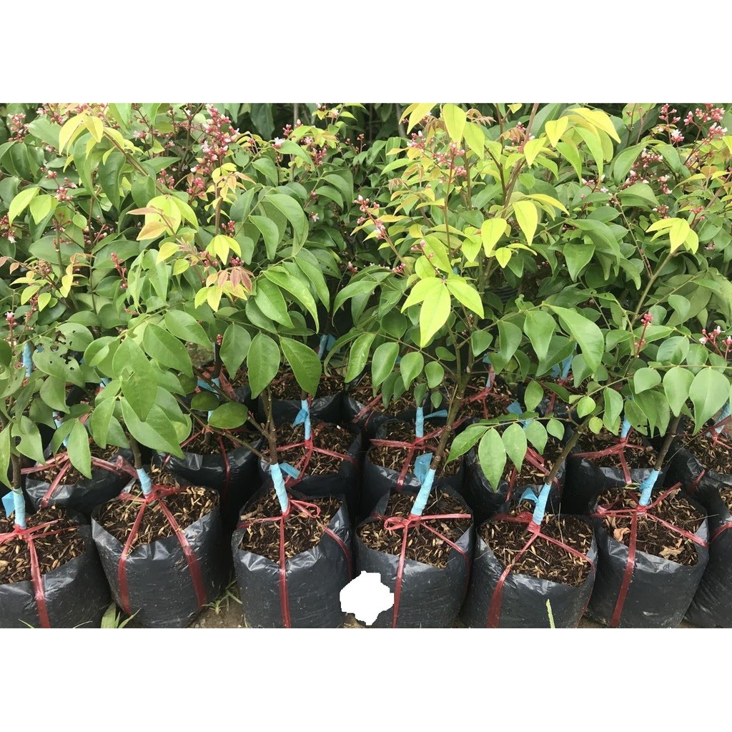 [Chuẩn Giống F1] Cây giống khế chua chuẩn F1