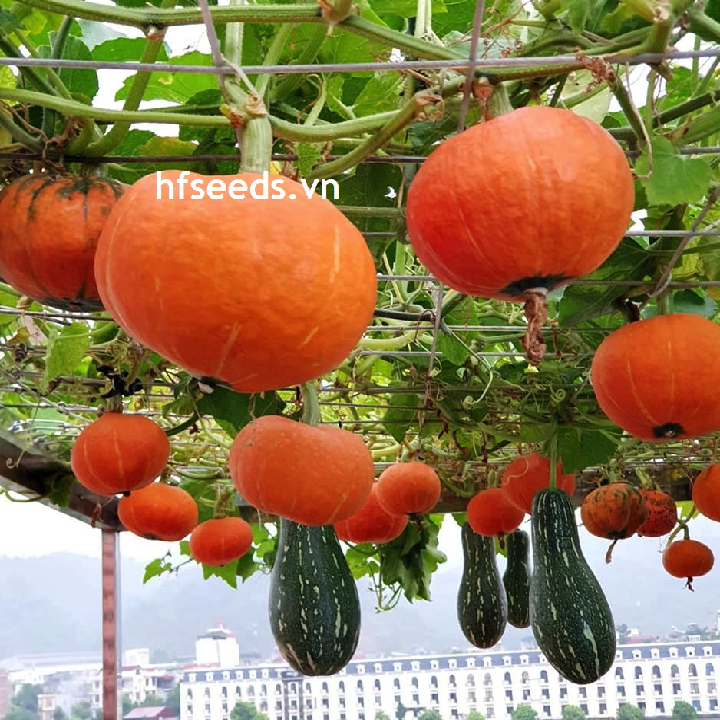 Gói 10 hạt giống bí bơ mặt trời Sunshine - hạt giống F1 Mỹ