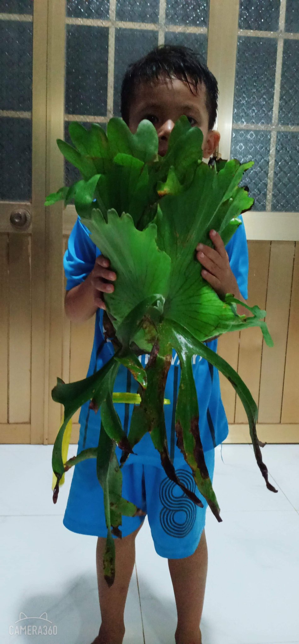 cây ổ rồng