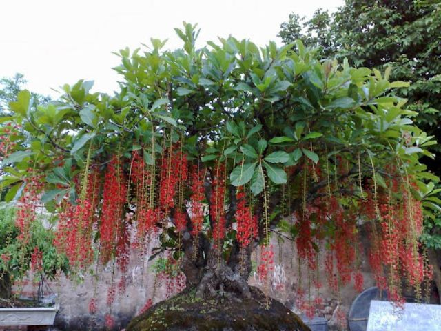 Cây hoa Lộc Vừng đỏ