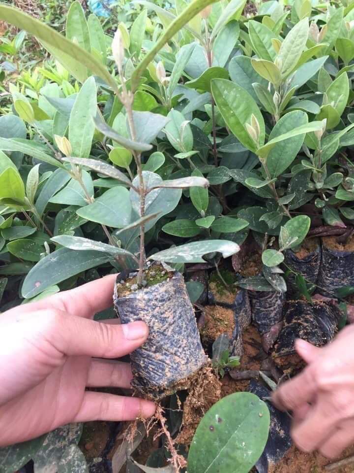 COMBO 3 Cây giống Hoa Sim ăn quả