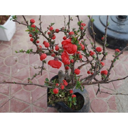 cây mai đỏ chơi tết đang nụ
