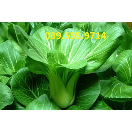Hạt giống cải chít 50gam