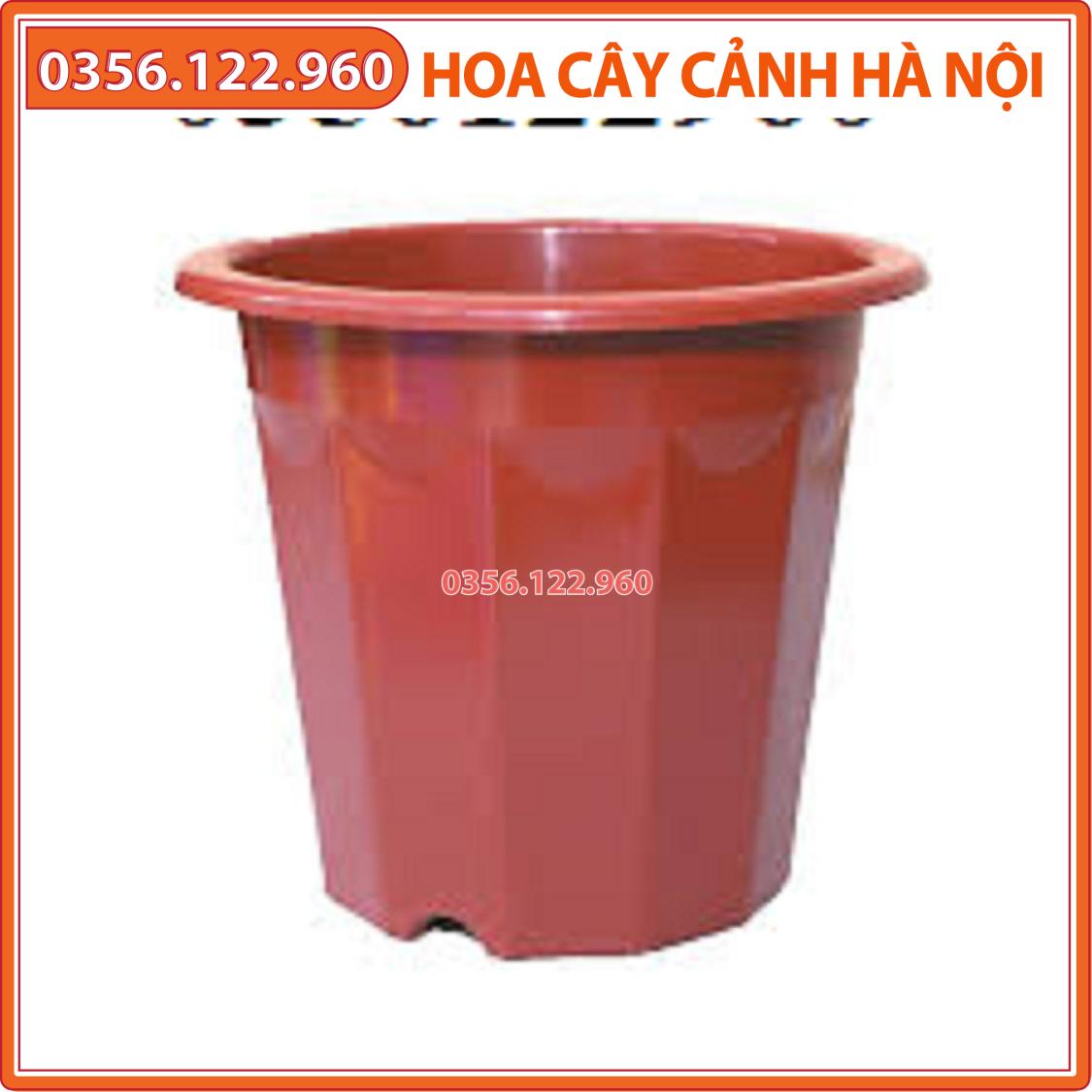 Combo 10 chậu nhựa trồng cây E260 Kt 19x15